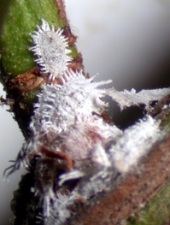 Mealybug